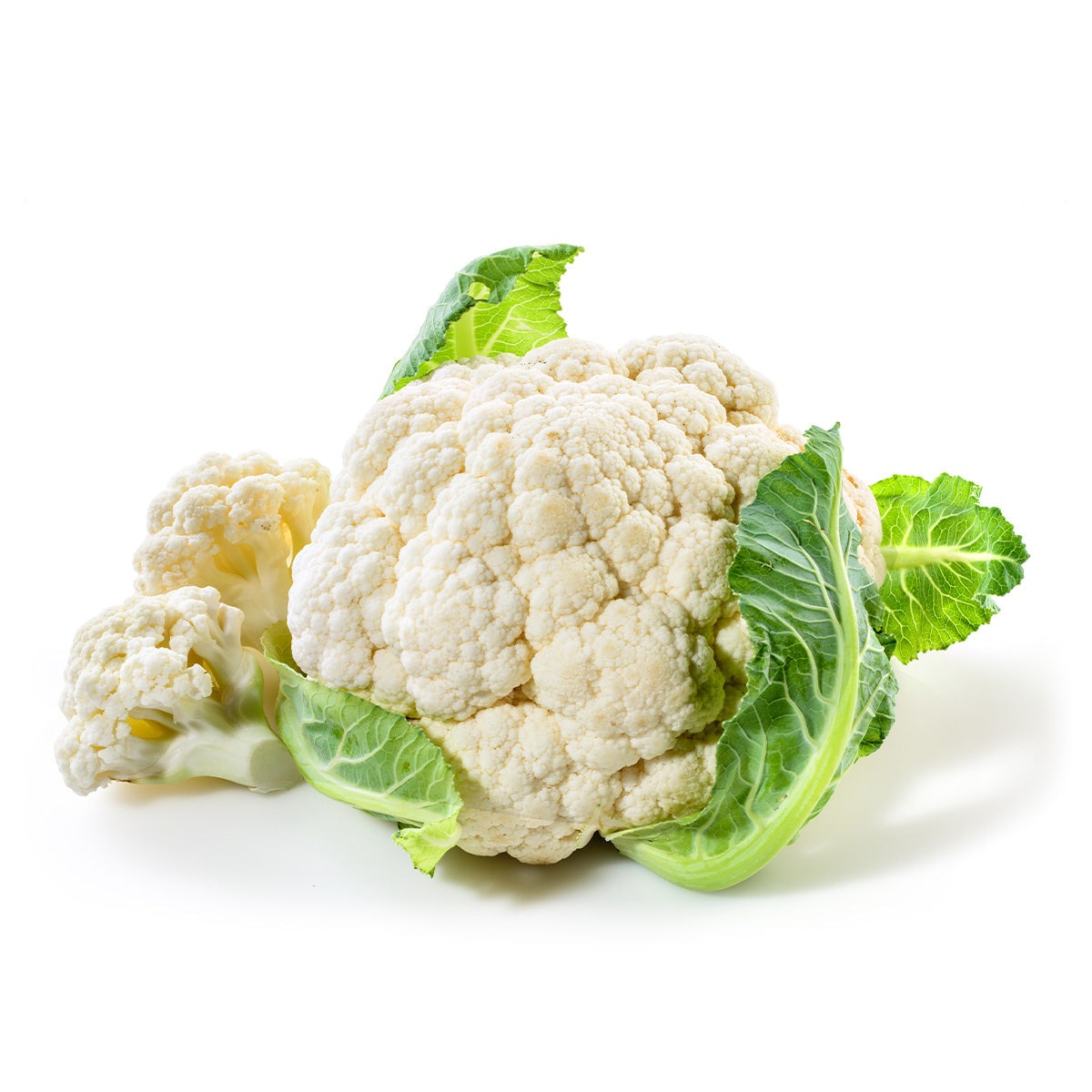 Content for Canopy Premium Shopify theme by Clean Canvas