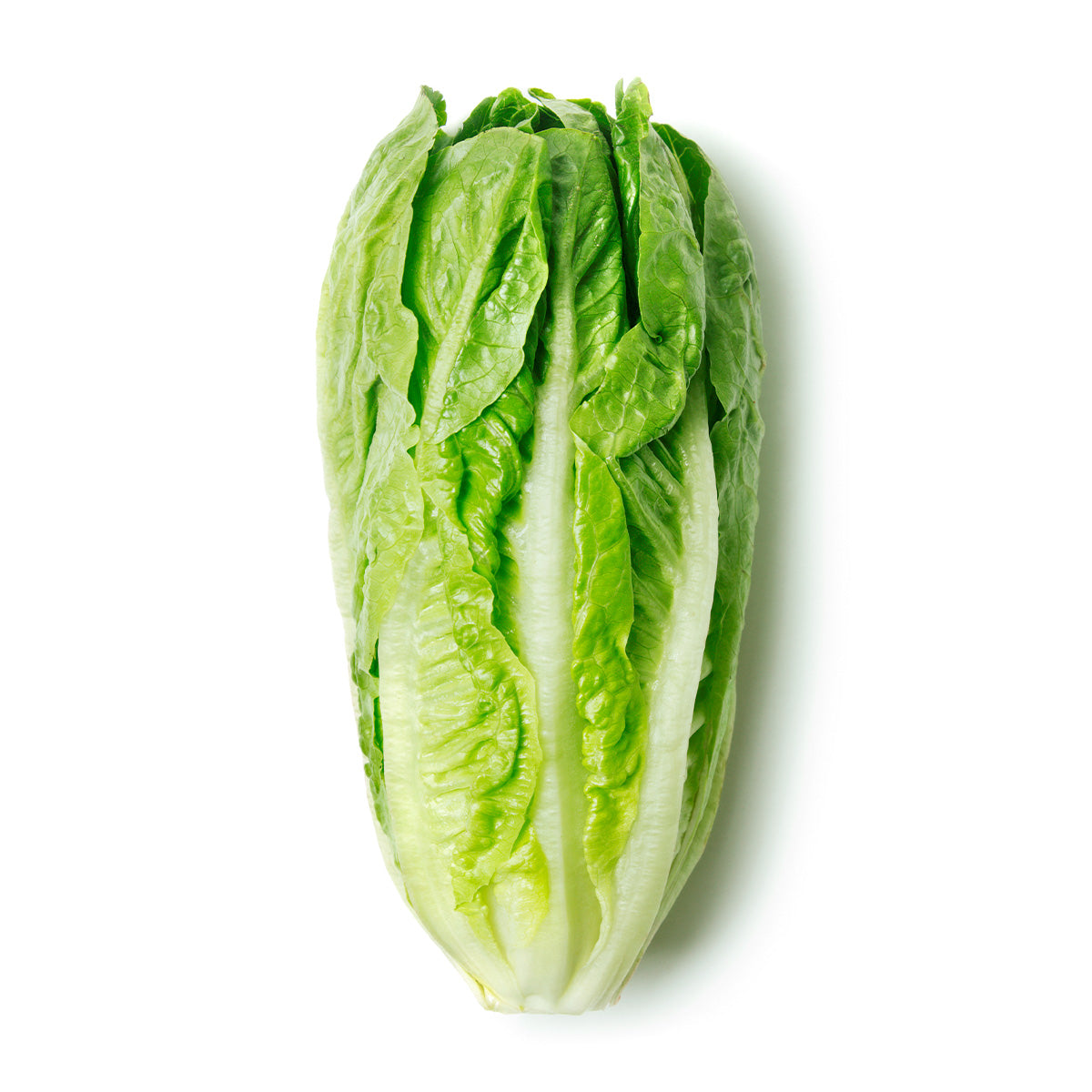 Content for Canopy Premium Shopify theme by Clean Canvas