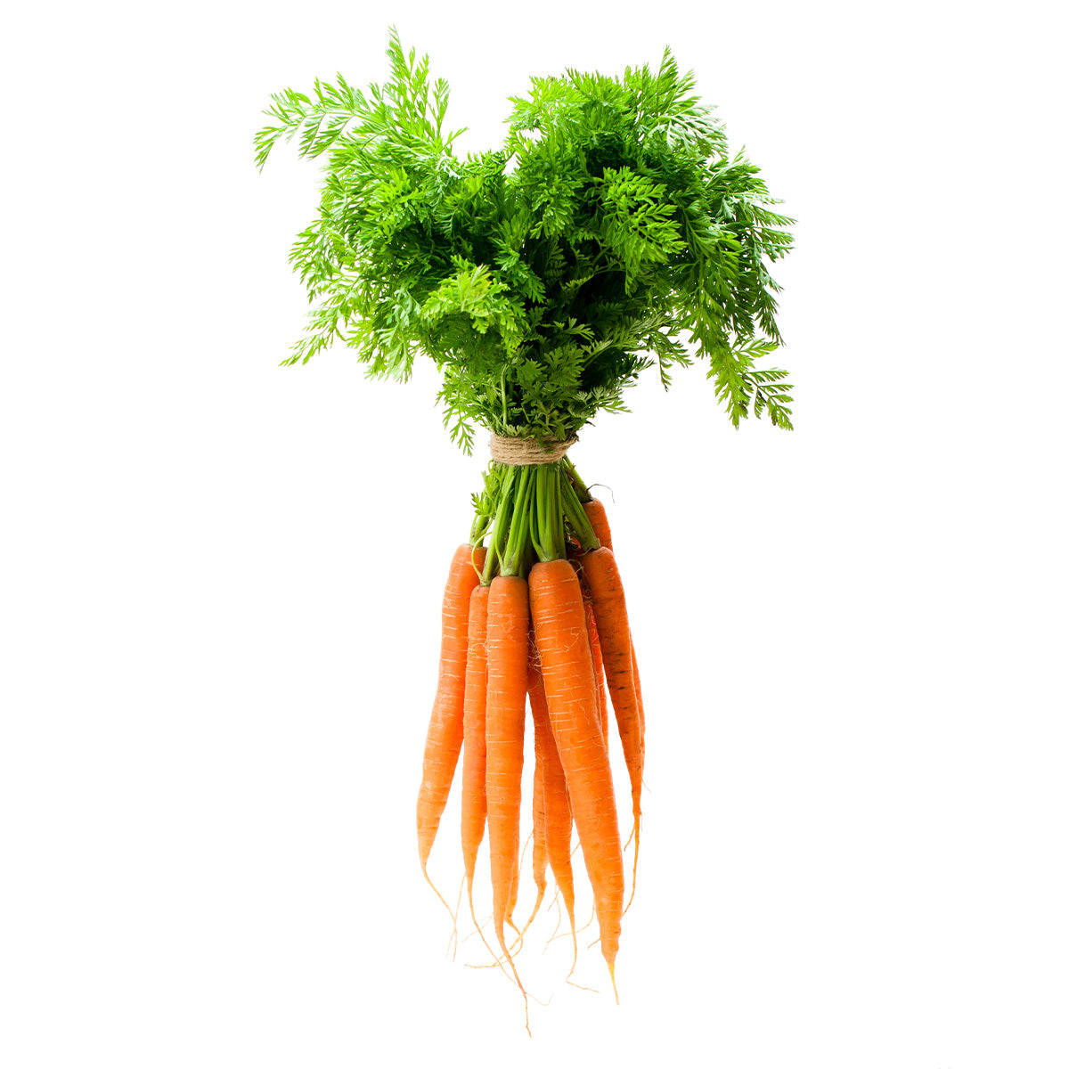 Content for Canopy Premium Shopify theme by Clean Canvas