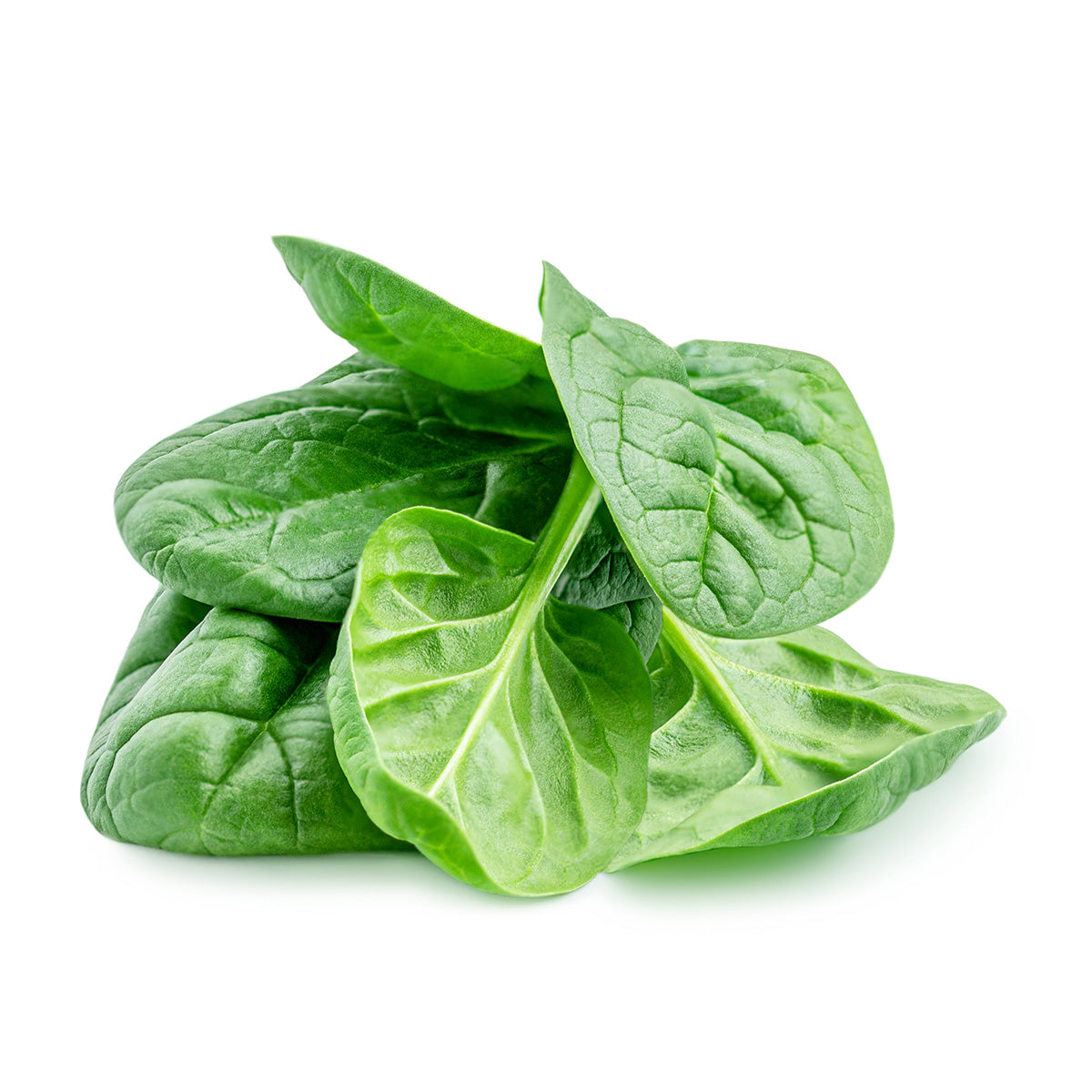 Content for Canopy Premium Shopify theme by Clean Canvas